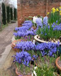 Attēlu rezultāti vaicājumam “Iris reticulata”