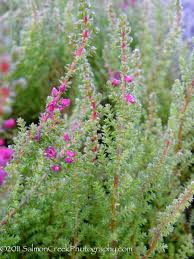 Attēlu rezultāti vaicājumam “Calluna vulgaris”