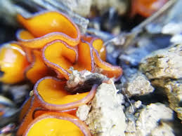 Attēlu rezultāti vaicājumam “Melastiza chateri”