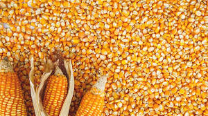 Image result for Mais