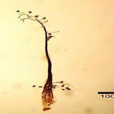 Attēlu rezultāti vaicājumam “Physarum confertum”