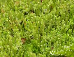 Attēlu rezultāti vaicājumam “Barbilophozia kunzeana”