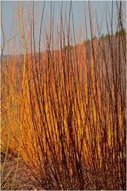 Attēlu rezultāti vaicājumam “Salix myrsinifolia female flower”