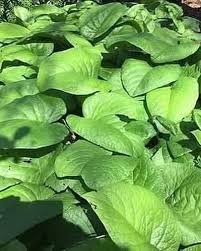 Attēlu rezultāti vaicājumam “Orobanche coerulescens bud”