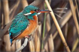 Attēlu rezultāti vaicājumam “Alcedo atthis adult”