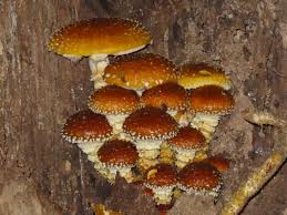 Attēlu rezultāti vaicājumam “Stropharia albocrenulata”