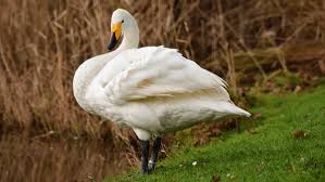 Attēlu rezultāti vaicājumam “Cygnus columbianus adult”