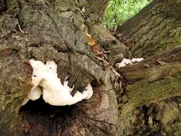 Attēlu rezultāti vaicājumam “Aurantiporus fissilis”