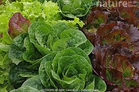 Attēlu rezultāti vaicājumam “Lactuca sativa”