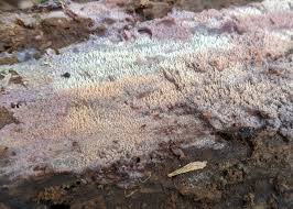 Attēlu rezultāti vaicājumam “Mycoacia fuscoatra”