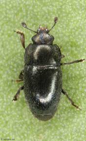 Attēlu rezultāti vaicājumam “Nitidulidae”