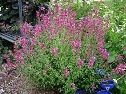 Attēlu rezultāti vaicājumam “Hyssopus officinalis”