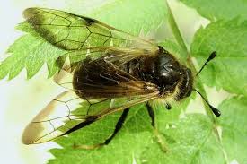 Attēlu rezultāti vaicājumam “Cimbicidae”