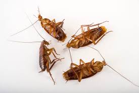 Image result for periplaneta americana