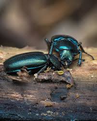 Attēlu rezultāti vaicājumam “Platycerus caraboides”