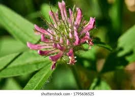 Attēlu rezultāti vaicājumam “Trifolium alpestre”