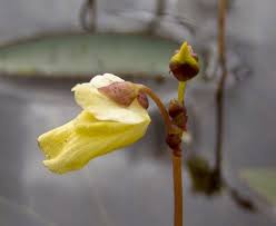 Attēlu rezultāti vaicājumam “Utricularia minor bud”