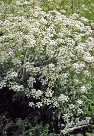 Attēlu rezultāti vaicājumam “Anthriscus sylvestris bud”