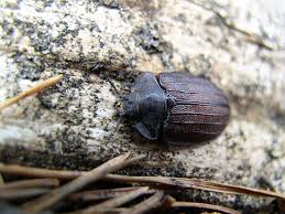 Attēlu rezultāti vaicājumam “Peltis grossa”