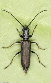 Attēlu rezultāti vaicājumam “Oedemera croceicollis”