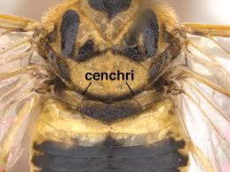 Attēlu rezultāti vaicājumam “Diprion pini female”