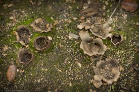 Attēlu rezultāti vaicājumam “Geopora arenicola”