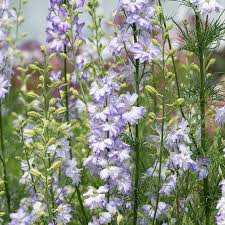 Image result for Delphinium consolida