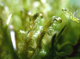 Attēlu rezultāti vaicājumam “Hamatocaulis vernicosus”