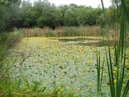 Image result for Seekanne