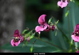 Attēlu rezultāti vaicājumam “Lathyrus tuberosus flower”
