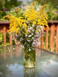 Attēlu rezultāti vaicājumam “Solidago virgaurea flower”