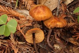Attēlu rezultāti vaicājumam “Gymnopilus picreus”