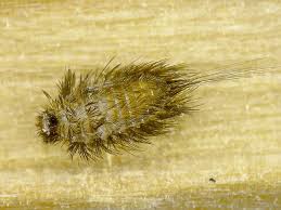 Attēlu rezultāti vaicājumam “Attagenus pellio”