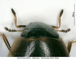 Attēlu rezultāti vaicājumam “Enochrus affinis”