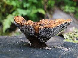 Attēlu rezultāti vaicājumam “Onnia triquetra”