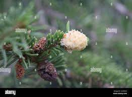 Attēlu rezultāti vaicājumam “Adelges laricis”