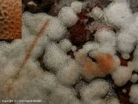 Attēlu rezultāti vaicājumam “Physisporinus sanguinolentus”