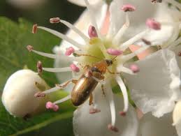 Attēlu rezultāti vaicājumam “Orsodacne cerasi”
