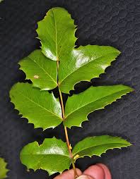 Attēlu rezultāti vaicājumam “Mahonia aquifolium leaf”