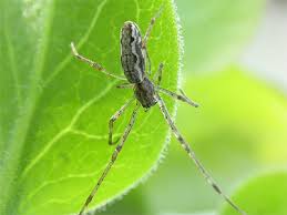 Attēlu rezultāti vaicājumam “Tetragnatha montana”