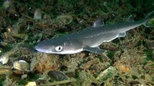 Image result for Squalus acanthias