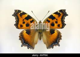 Attēlu rezultāti vaicājumam “Nymphalis xanthomelas larva”