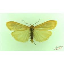 Attēlu rezultāti vaicājumam “Eilema sororcula”