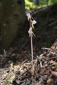 Attēlu rezultāti vaicājumam “Epipogium aphyllum”