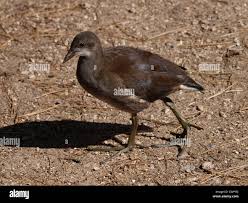 Attēlu rezultāti vaicājumam “Gallinula chloropus juvenile”