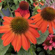 Image result for Sonnenhut