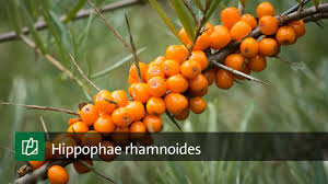 Attēlu rezultāti vaicājumam “Hippophae rhamnoides”