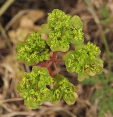 Attēlu rezultāti vaicājumam “Euphorbia helioscopia leaf”