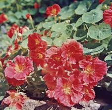 Attēlu rezultāti vaicājumam “Tropaeolaceae”