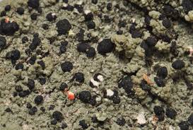 Attēlu rezultāti vaicājumam “Mycoblastus sanguinarius”